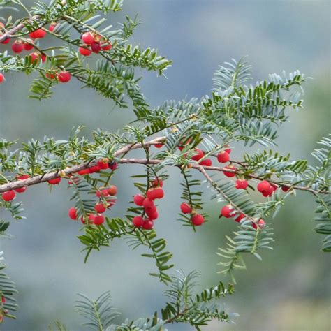 紅豆杉科